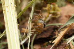Euophrys