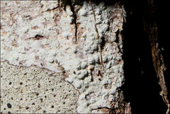 Pertusaria pertractata