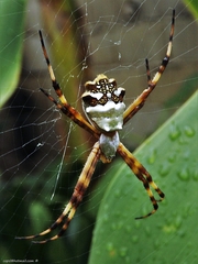 Argiope argentata