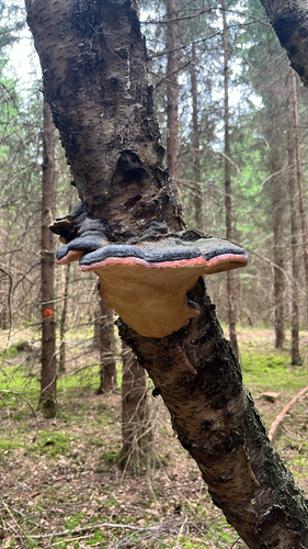 Red-banded Polypore