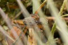 Euophrys