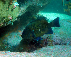 Acanthistius ocellatus