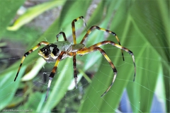 Argiope argentata
