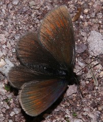 Erebia epiphron
