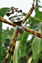 Argiope argentata