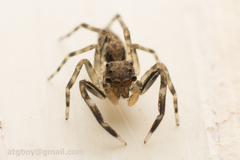 Spartaeinae