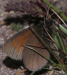 Erebia epiphron