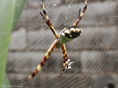 Argiope argentata
