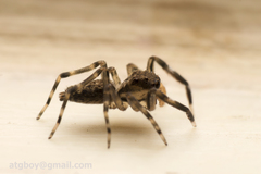 Spartaeinae