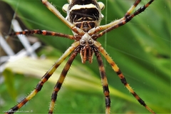 Argiope argentata