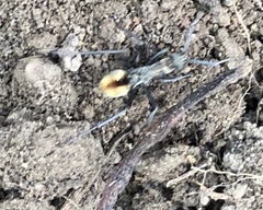 Polyrhachis brisbanensis