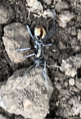 Polyrhachis brisbanensis