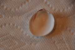 Laevicardium serratum