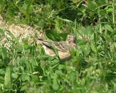Anthus rubescens japonicus