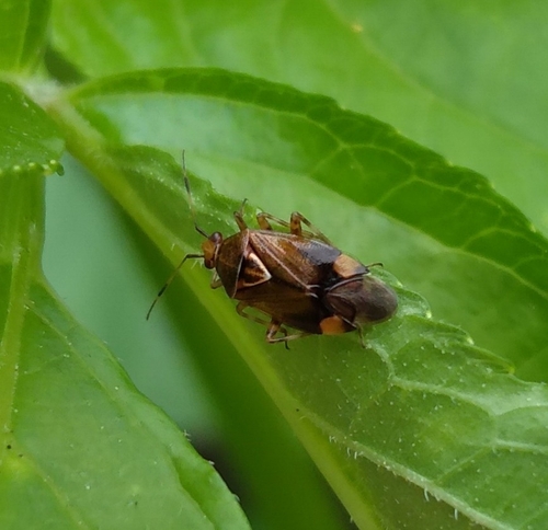Deraeocoris flavilinea