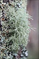 Usnea inermis