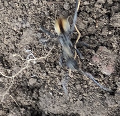 Polyrhachis brisbanensis