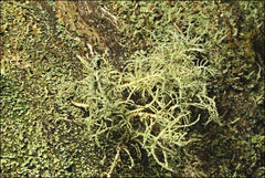 Usnea inermis