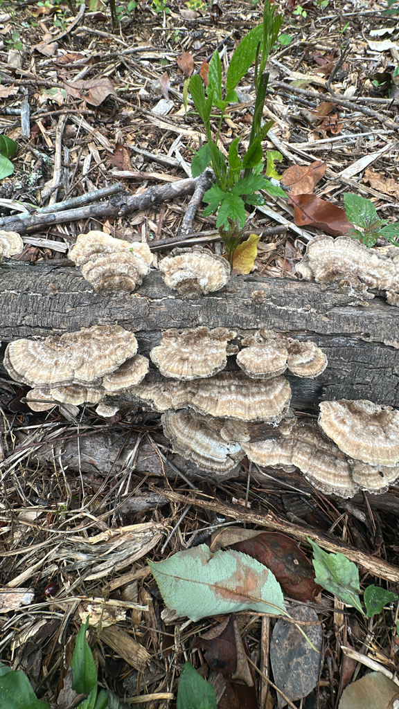 Hairy Bracket · May 2026 · photo: Photo: (c) PoMan, some rights reserved (CC BY) · iNaturalist