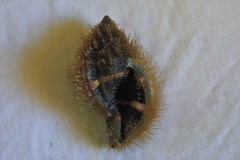 Monoplex pilearis