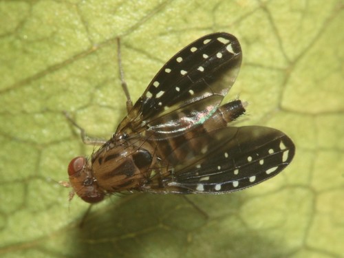 Drosophila neogrimshawi observed 2013-09-13