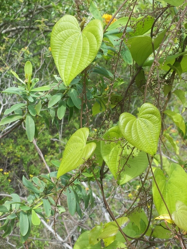 Dioscorea sambiranensis