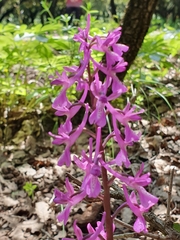 Orchis anatolica