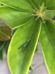 Pseudomallada subcostalis