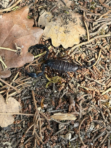 Italian scorpion