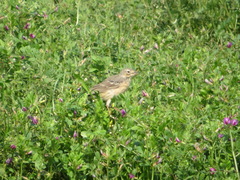 Anthus rubescens japonicus