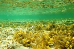 Cystophora polycystidea