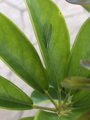 Pseudomallada subcostalis