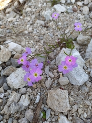 Malcolmia maritima
