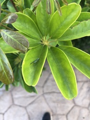 Pseudomallada subcostalis