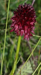 Gymnadenia