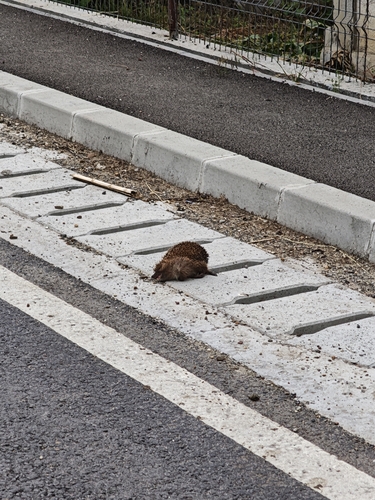 Northern White-breasted Hedgehog