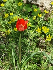 Tulipa agenensis