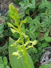 Platanthera holmboei