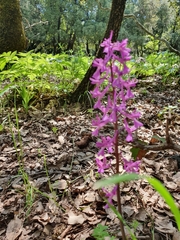 Orchis anatolica