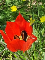 Tulipa agenensis
