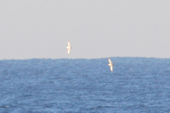 Puffinus mauretanicus