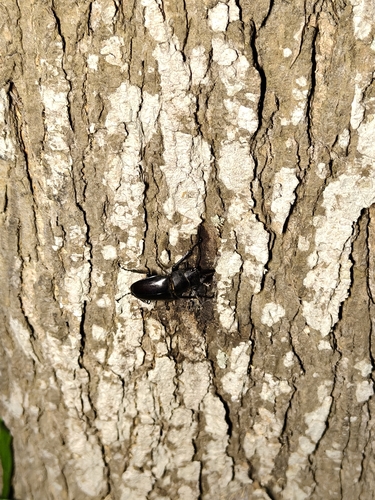 Prosopocoilus motschulskii