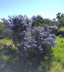 Ceanothus