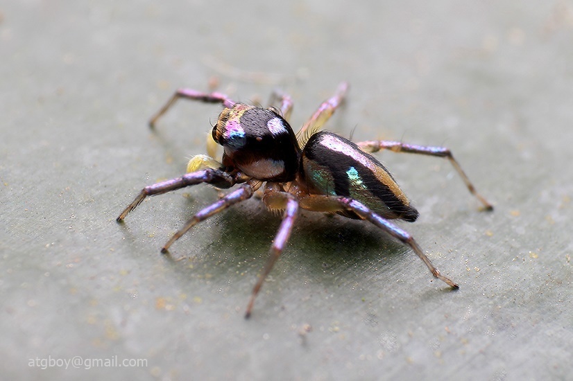 Chrysilla delicata