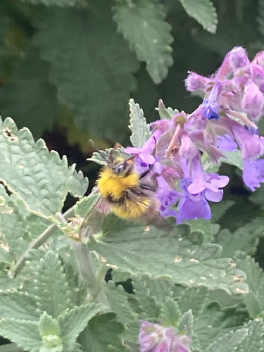 Early Bumble Bee