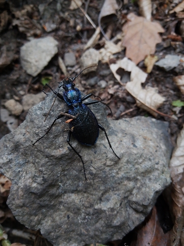 Blue Ground Beetle