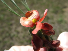 Eriosema distinctum