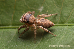 Salticidae