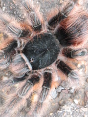 Acanthoscurria chacoana