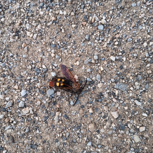 Mammoth Scoliid Wasp